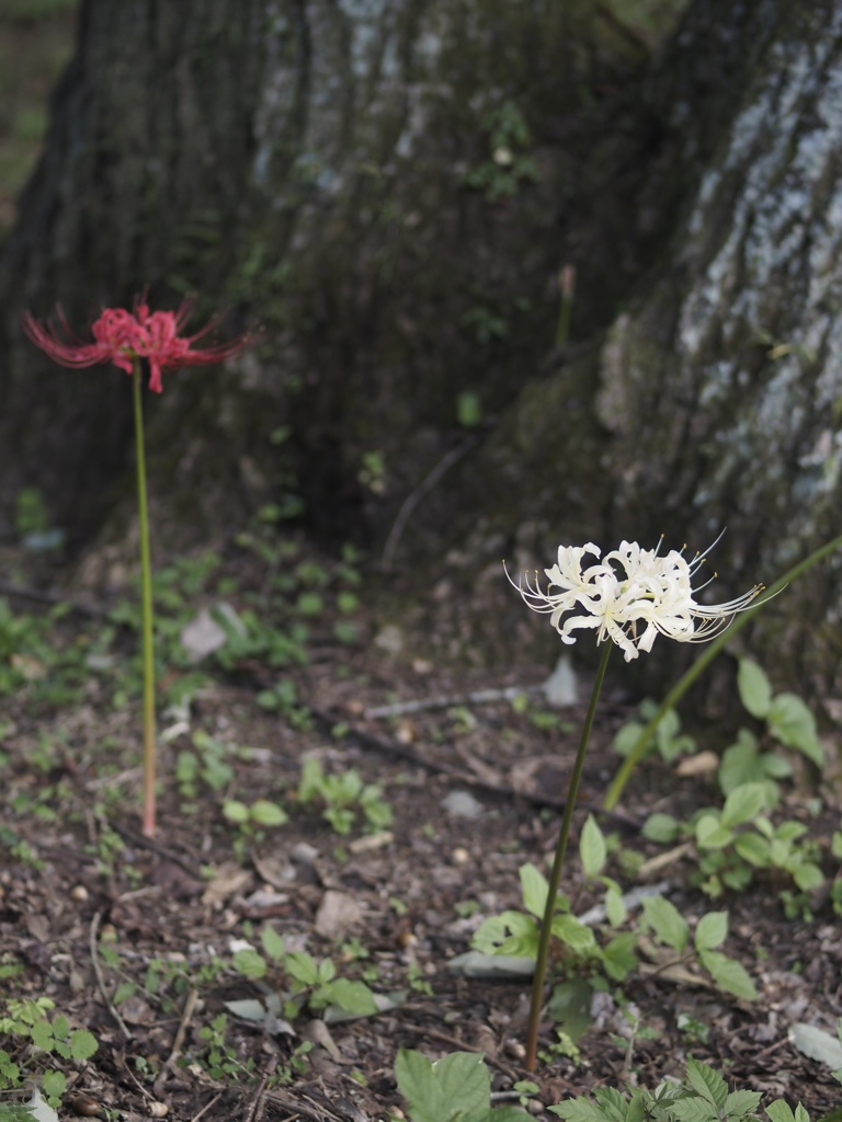 曼珠沙華
