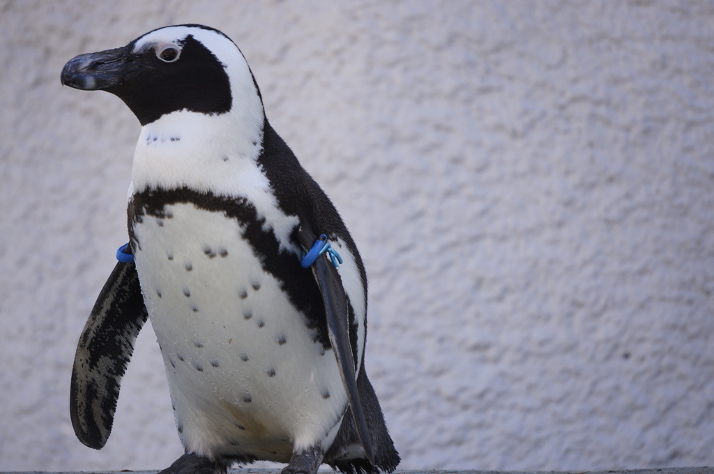 ペンギンさん！