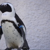 ペンギンさん！