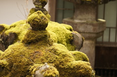 苔むした灯篭
