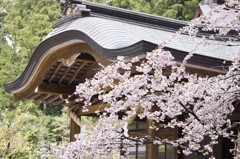 まだ、咲いていました