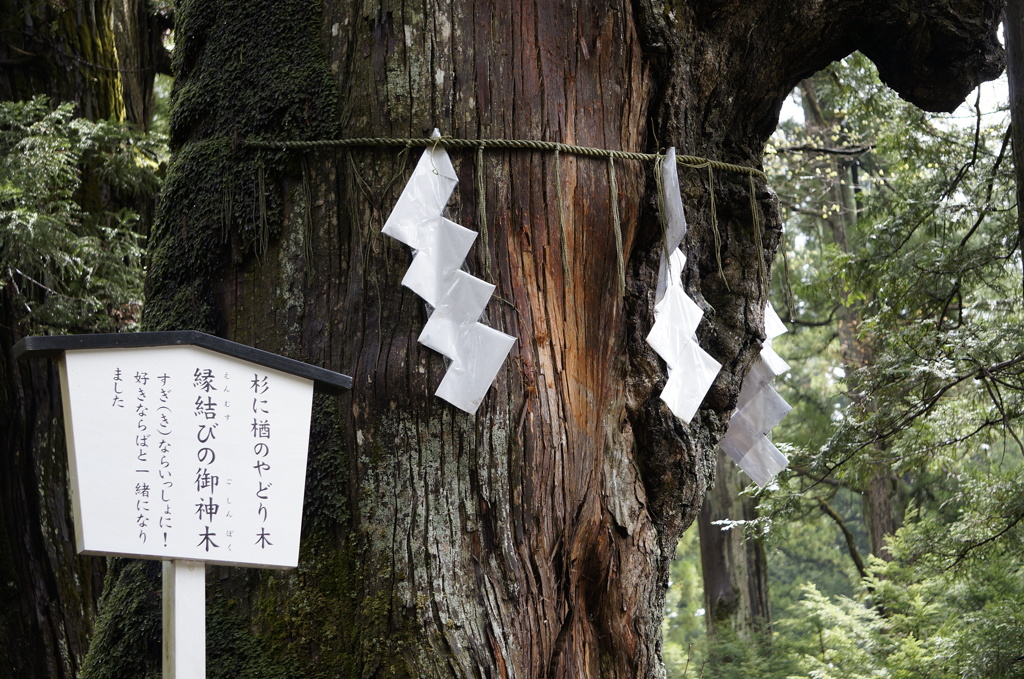 縁結びの御神木
