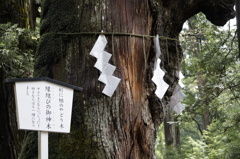 縁結びの御神木