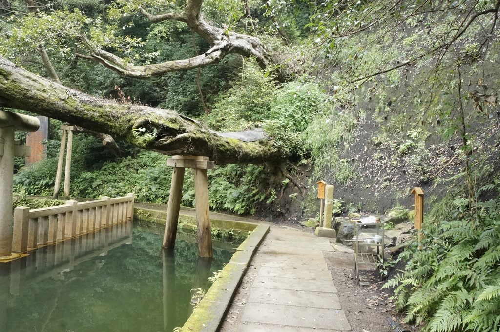 鹿島神宮　御手洗池