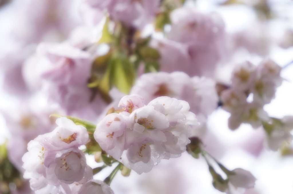 八重桜