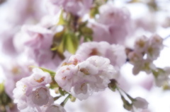 八重桜