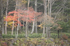 丸沼・・・紅葉