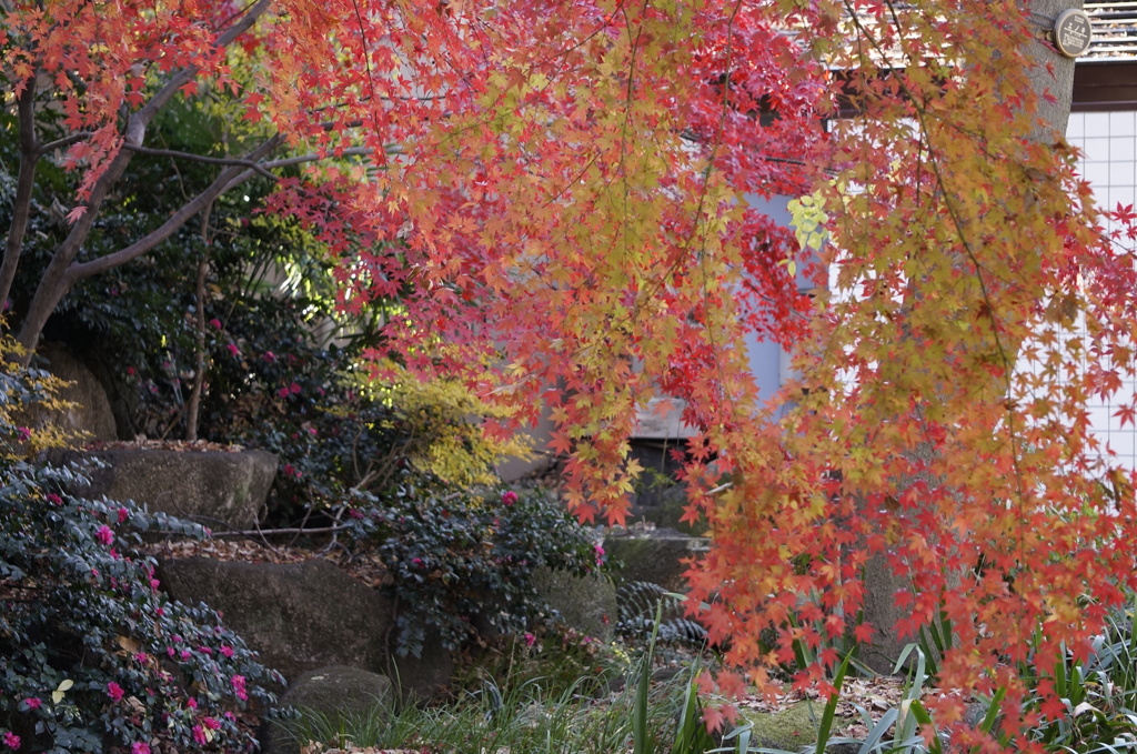 上野動物園の紅葉