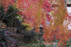 上野動物園の紅葉