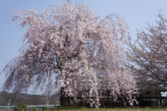 秩父の桜