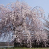 秩父の桜