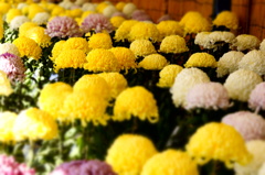 蔵の街～菊