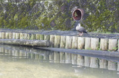 巴波川のカモ
