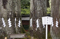 親子杉