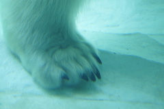 しろくまくんのあし