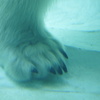 しろくまくんのあし