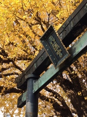 湯島天神の銀杏