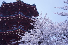 五重塔とサクラ