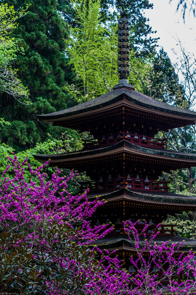 室生寺　五重塔