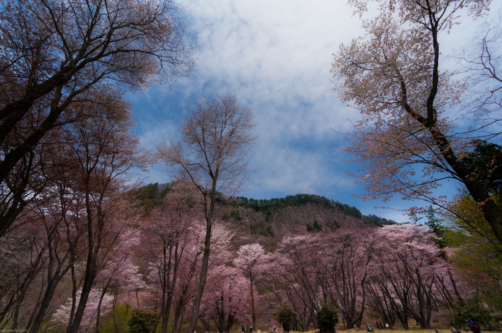 屏風岩と山桜