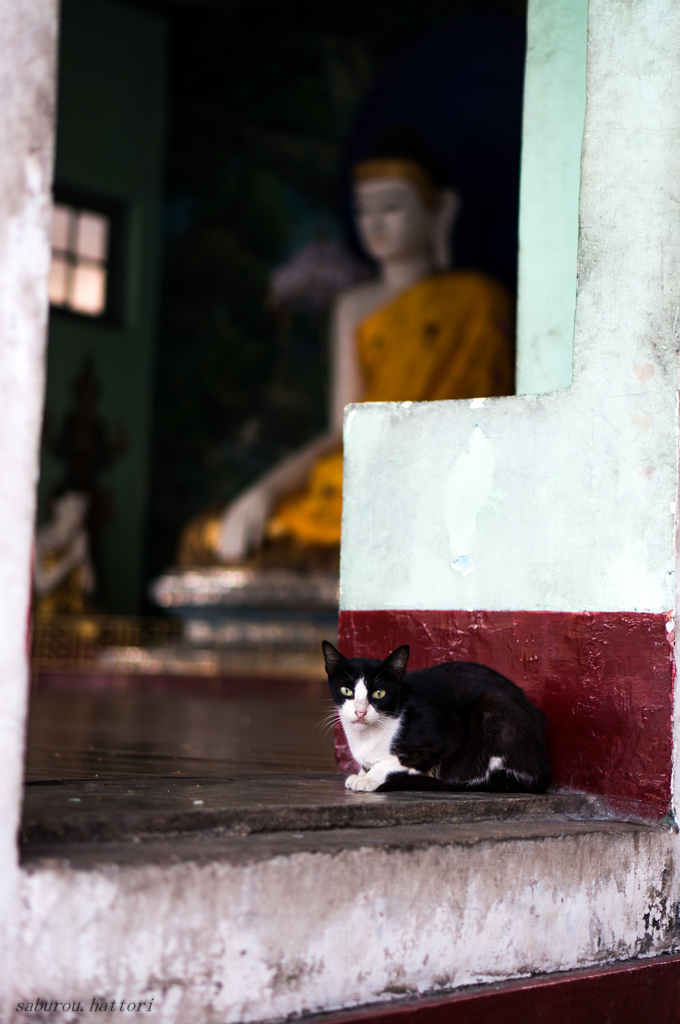 パゴダねこ
