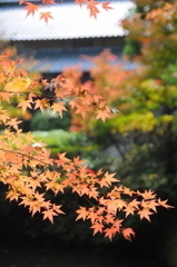 円成寺の楓
