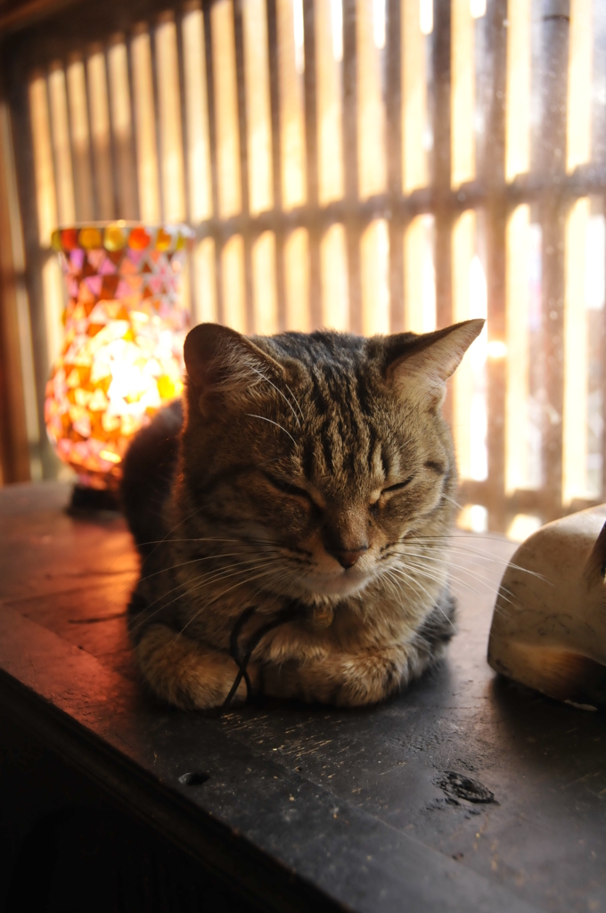 猫カフェの猫