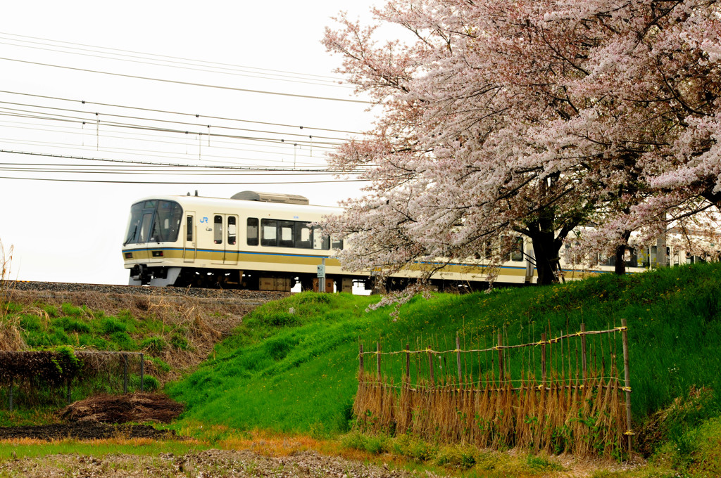 大和路線