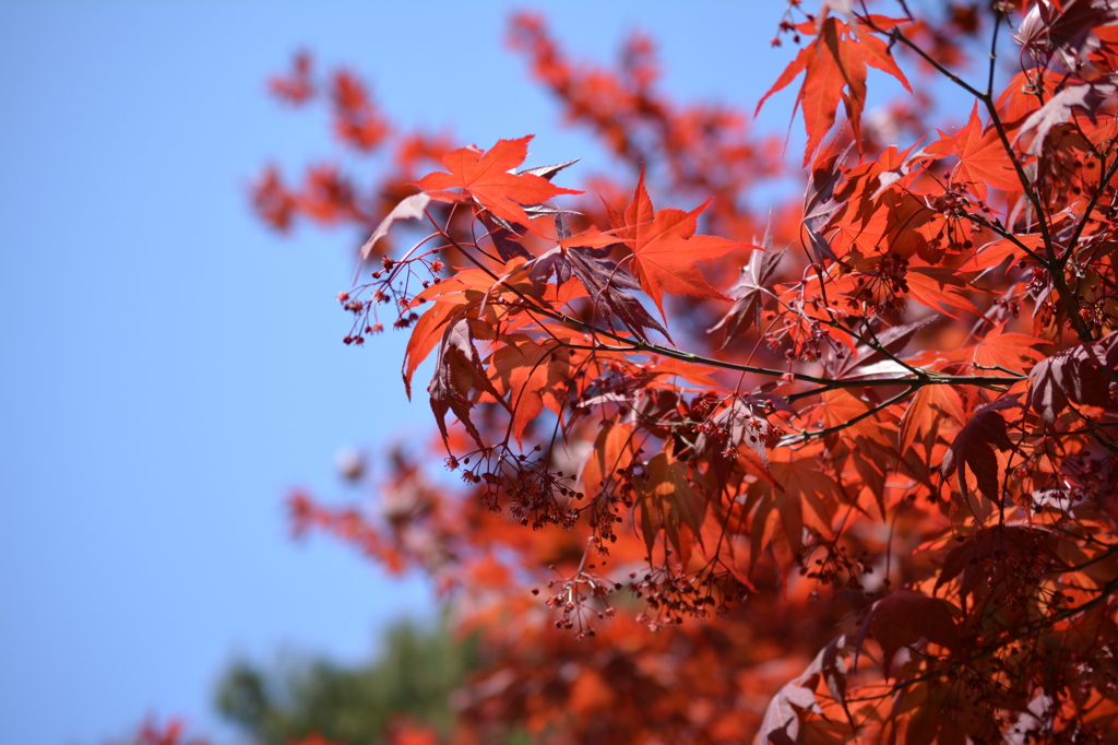 初夏の紅葉
