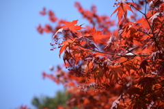 初夏の紅葉