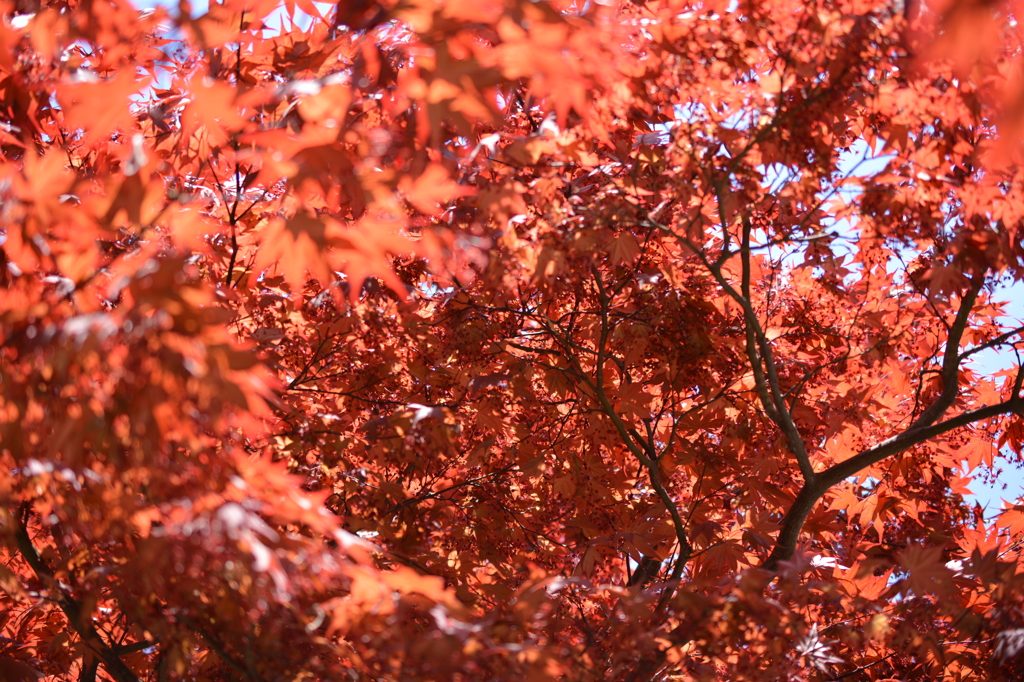 初夏の紅葉その2