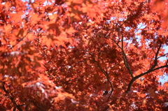 初夏の紅葉その2