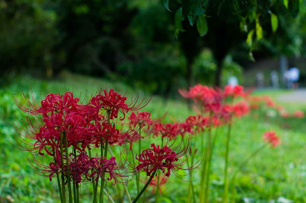 曼珠沙華