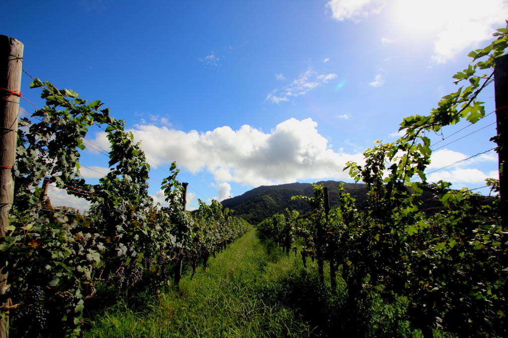 Cave d'Occi Winery