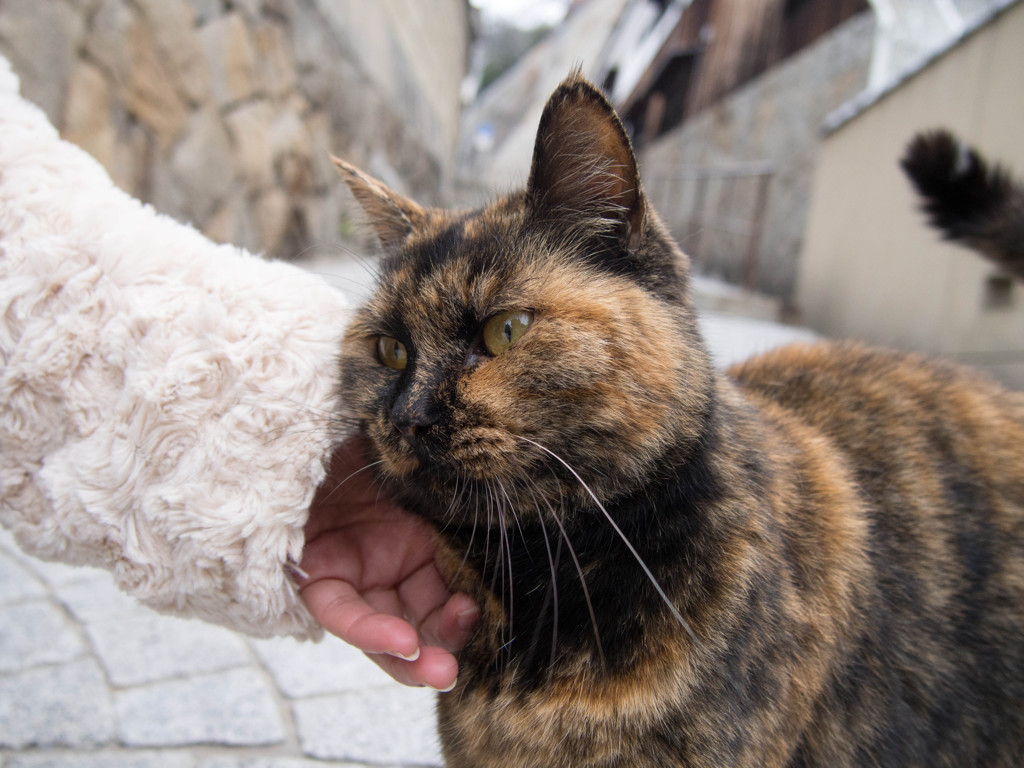 人懐こい野良にゃんこ