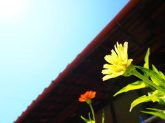 太陽に向けて