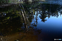 森の水鏡