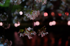 桜の線香花火