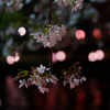 桜の線香花火