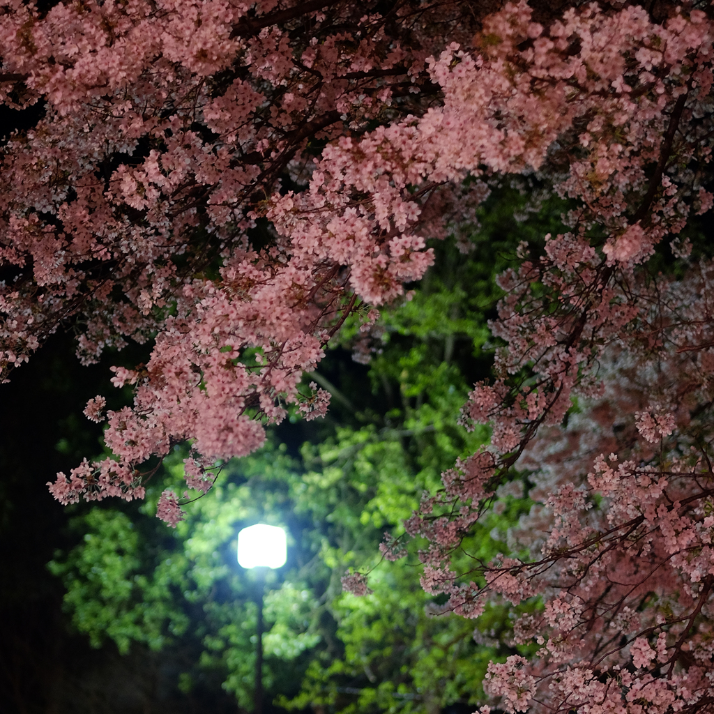 桜色