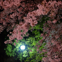 桜色
