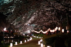 桜のトンネル