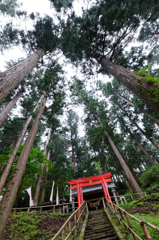 夏休み　森の空