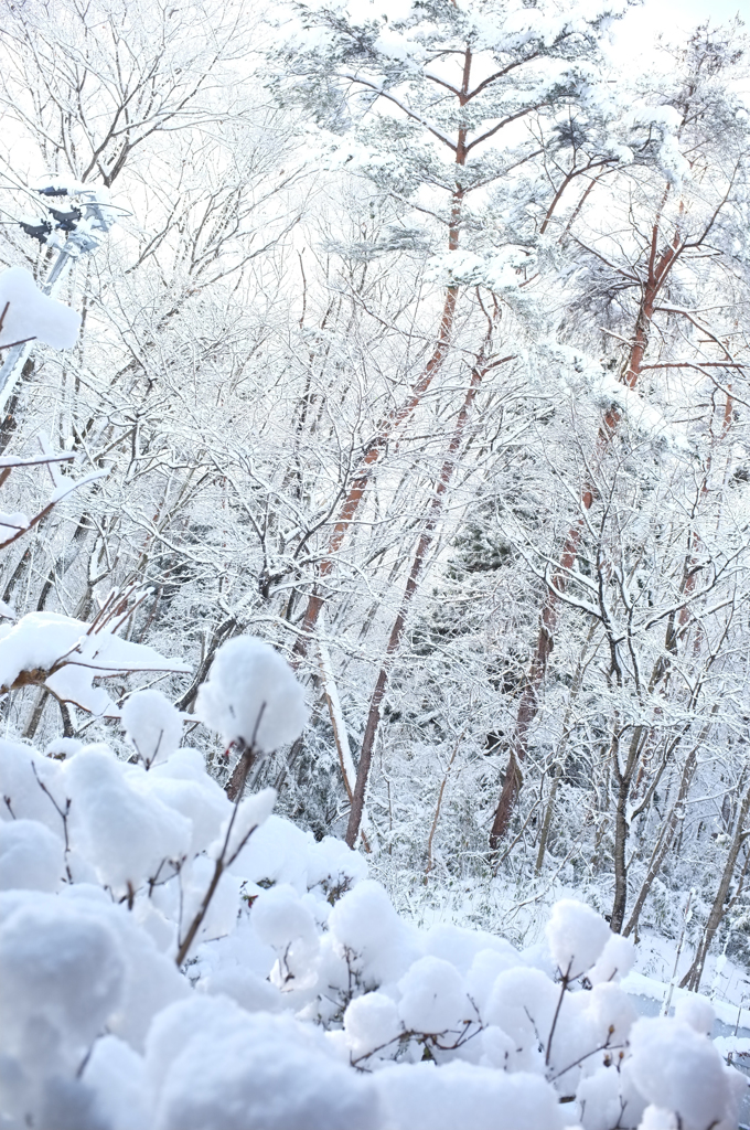 庭の雪畑