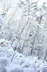 庭の雪畑