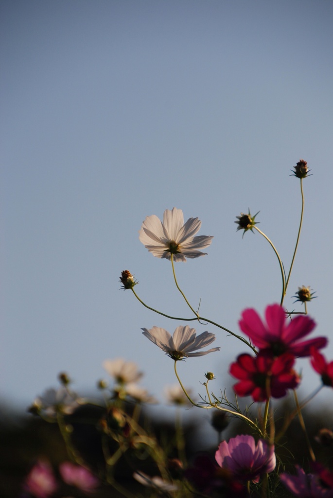 秋桜