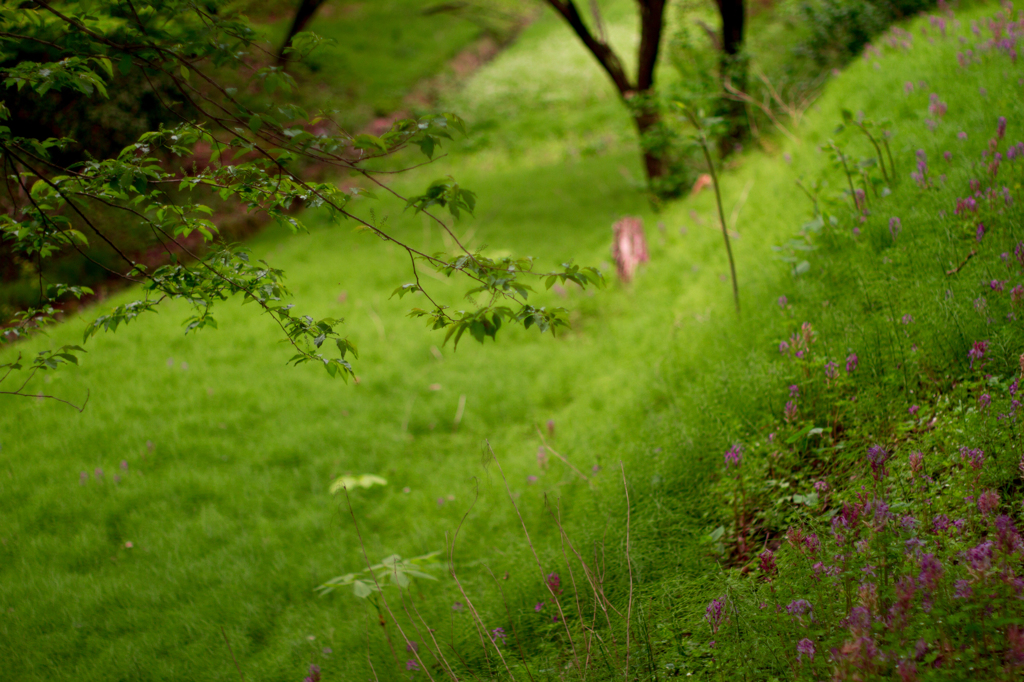 SMC TAKUMAR 50mm F1.4