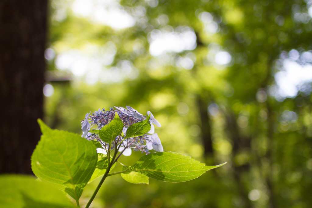 避暑地の季節外れ