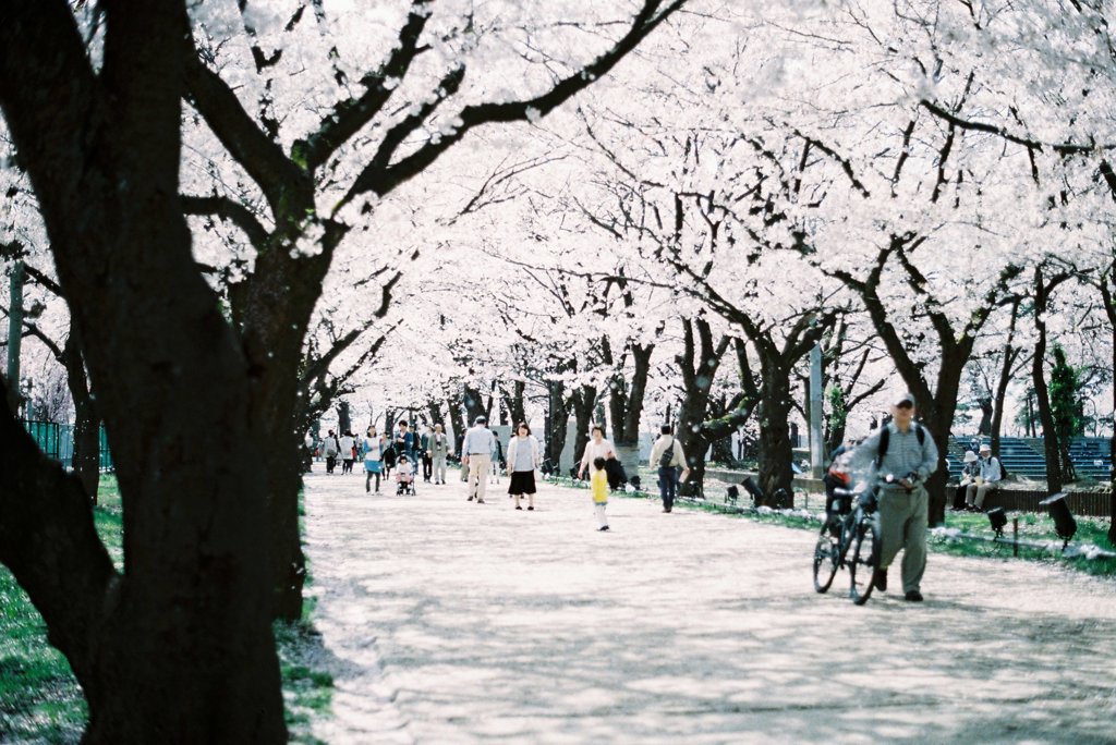 ４月の花は桜色