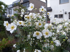 おしゃべりな花